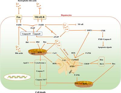 Mechanism of Hydrophobic Bile Acid-Induced Hepatocyte Injury and Drug Discovery